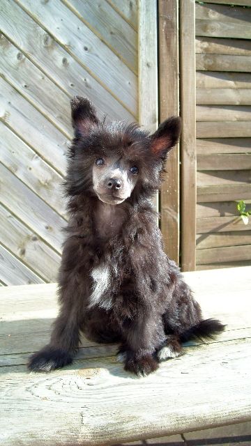 Edcullen's Glade A Big Time Rooster