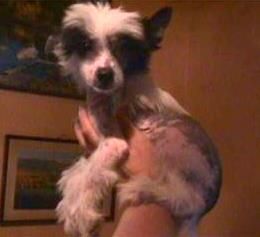 J C On The Side Of Yorkies In Brooklyn