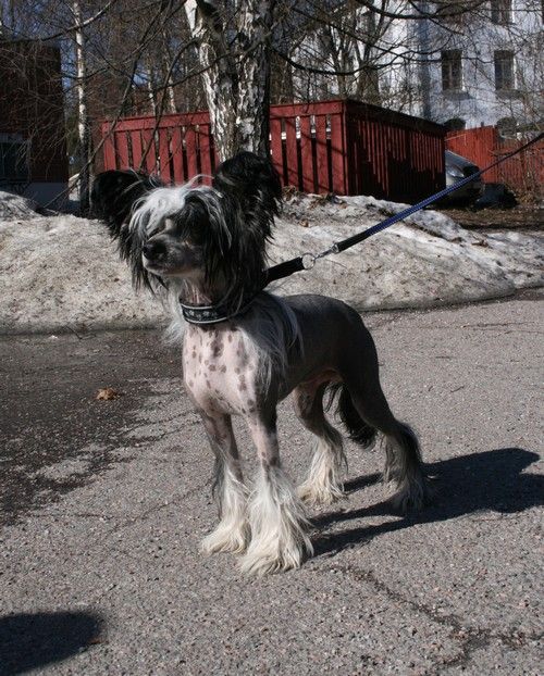 Maybell's Excuse My Ego