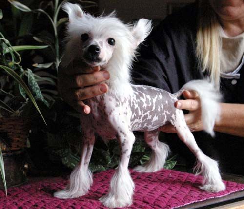 Oriental Jokes Engie