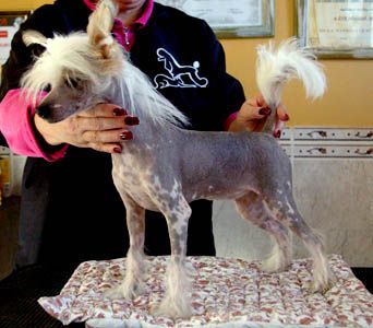 Oriental Jokes E'Shakira