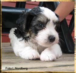 YaGudina's Glory Days