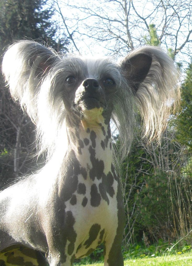 Kimiko von Shinbashi