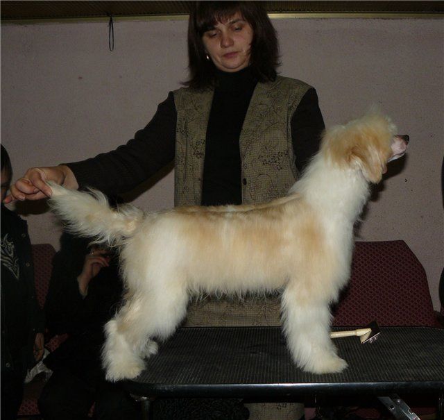 Baloven ot Volnogo Psa