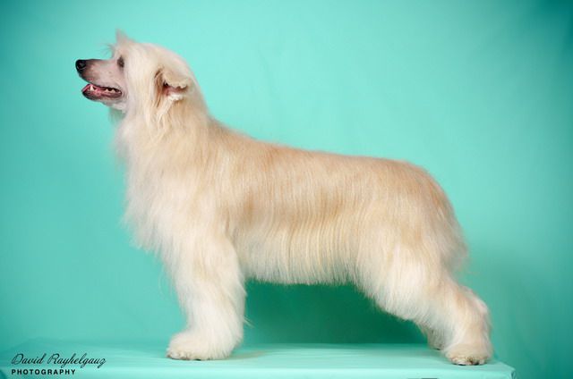 Barchuk ot Volnogo Psa