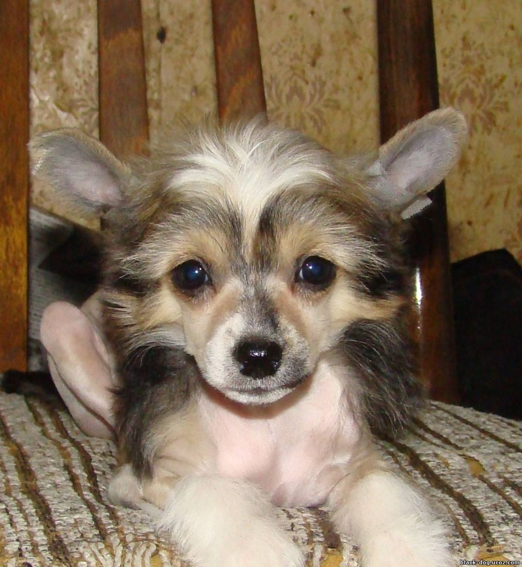 Rus Foreva Vesennee Solnishko