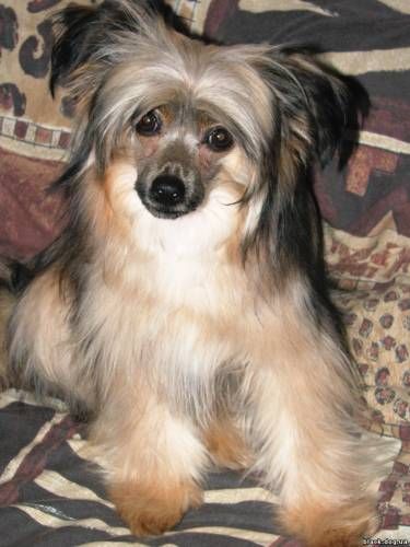 Rus Foreva Vaznaya Pticha