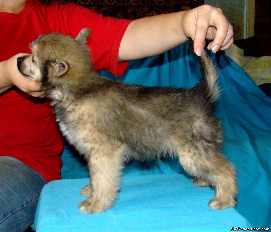 Rus Foreva Verniy Ruslan