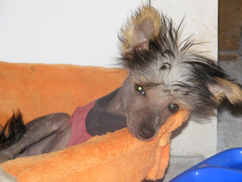 King Of My Heart O'vamos