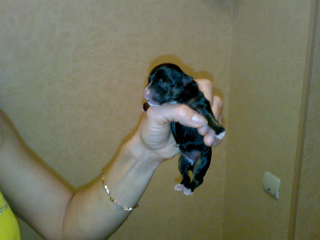 Kristy Black Fantazy