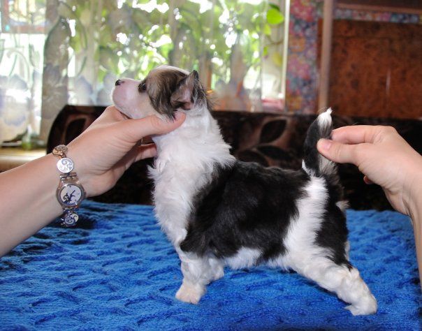 Kama Lakshmy Dinamit