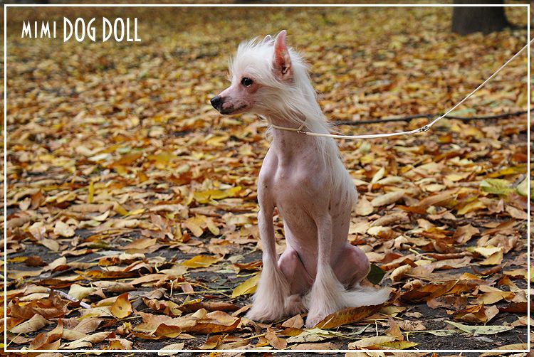 Mimi Dog Doll Wind Queen