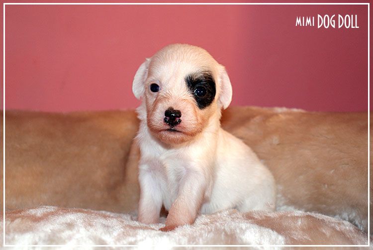 Mimi Dog Doll Wales Beauty