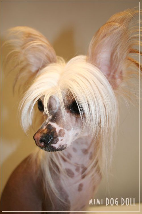 Banda Vanda Baby Dolls