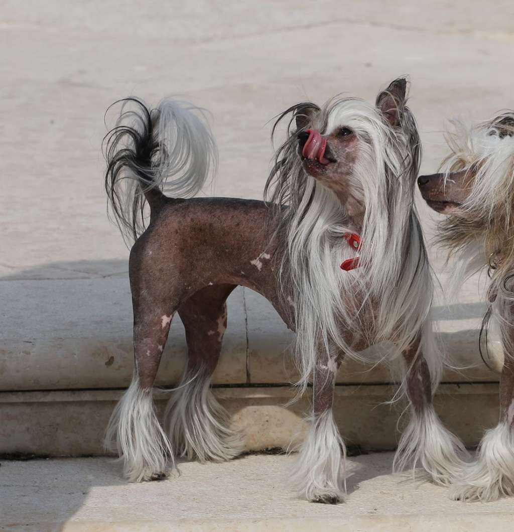 Fundoklia-völgyi Kaszanics Dee-Dee