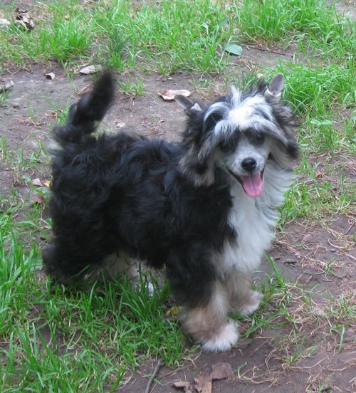 Angel O' Check Zvezdnui