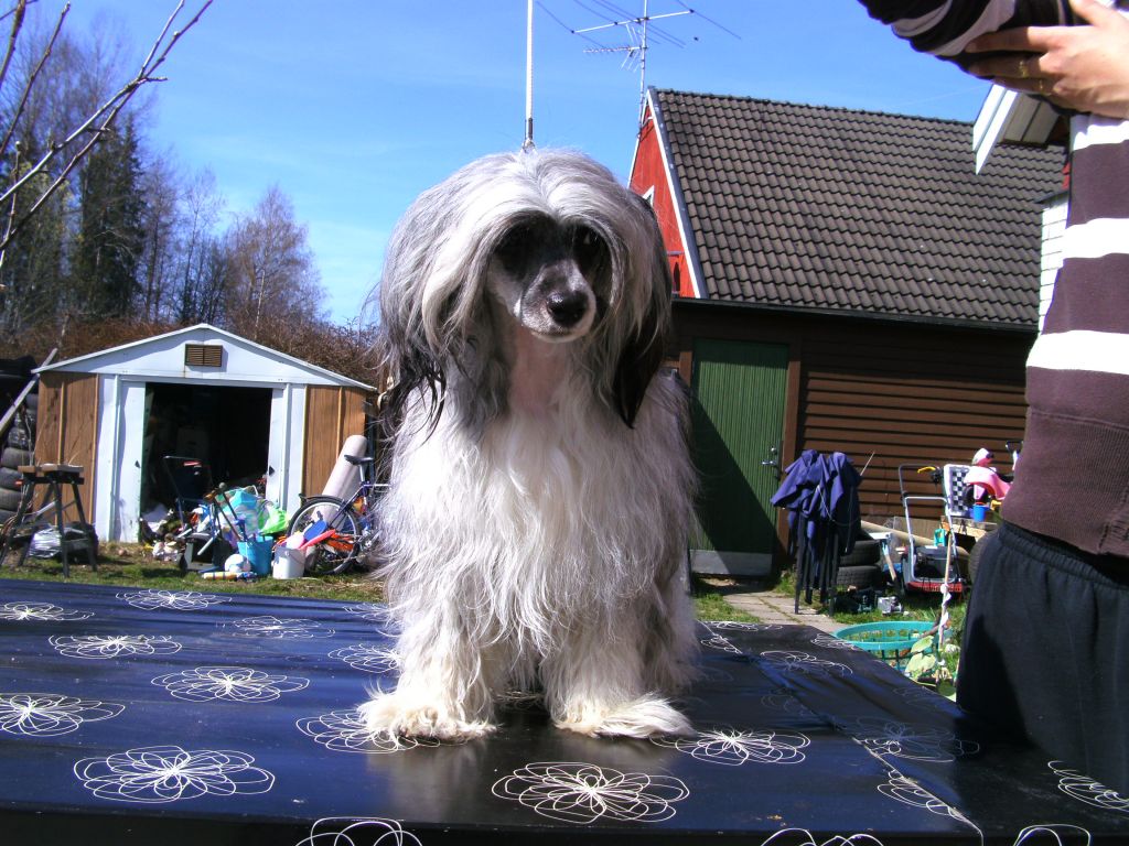 Denize'z Gizmo'z Dark Ice Princess