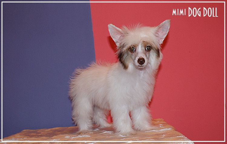 Mimi Dog Doll Fatal Beauty