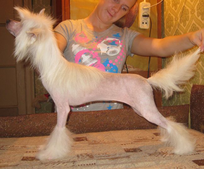 Angel O' Check Ispania