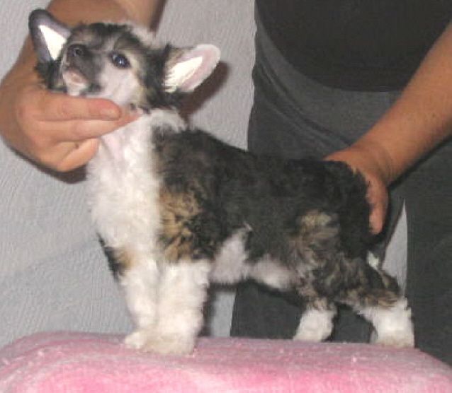 Viuvaun Ruuno Panaani