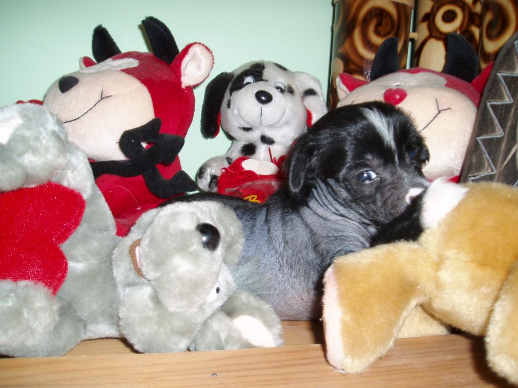 Charmed House Apolon