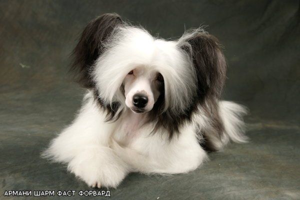 Armani  Sharm  Fast  Forward  