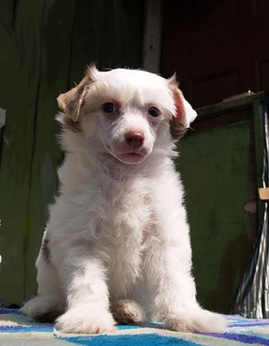 Amalermo Svetliy Angel