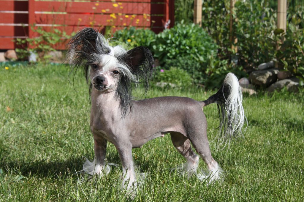 Tirlittan Hot Gossip