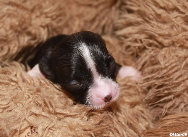 Tirlittan Hello Kitty