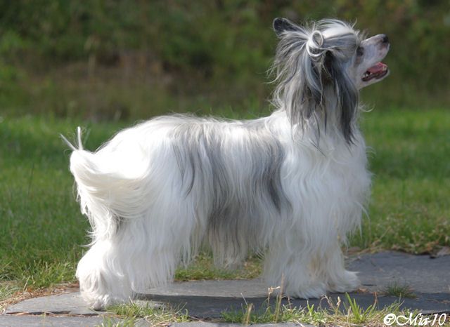 Tirlittan Hulaba Lulu