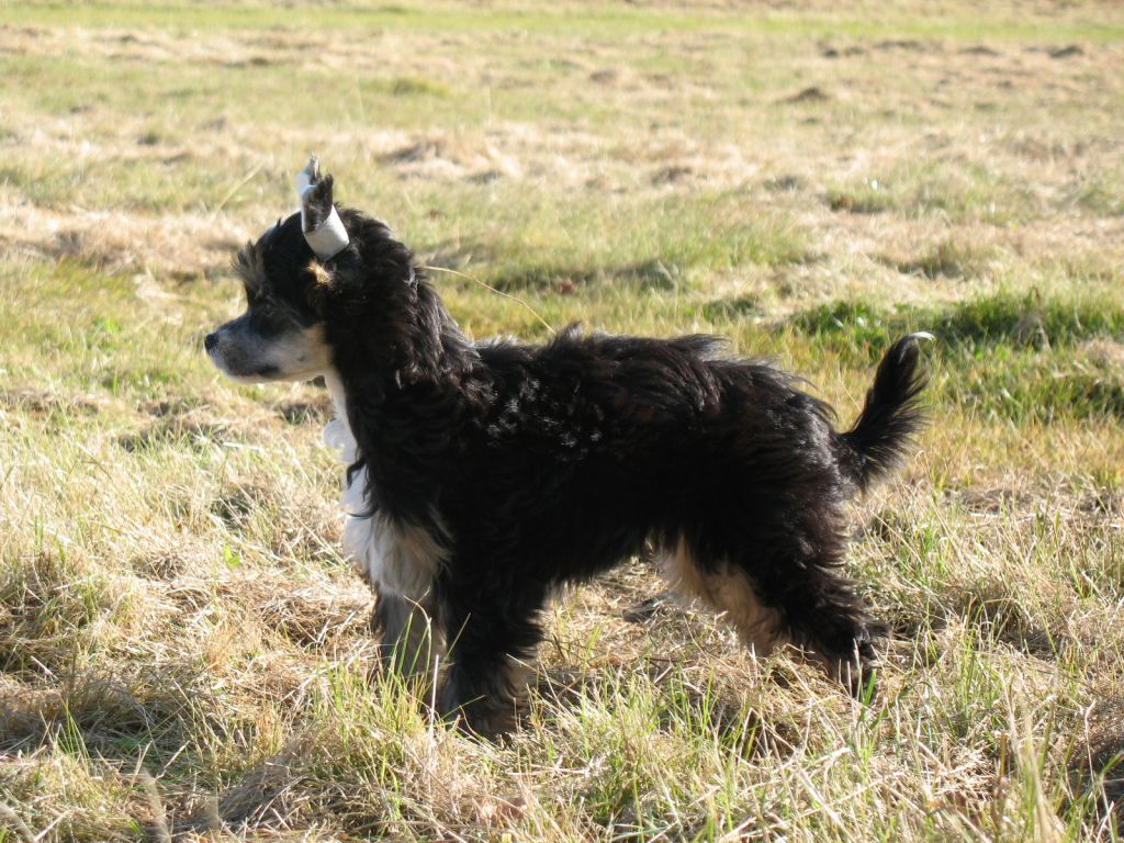 Bonniveras Carbona'ceus