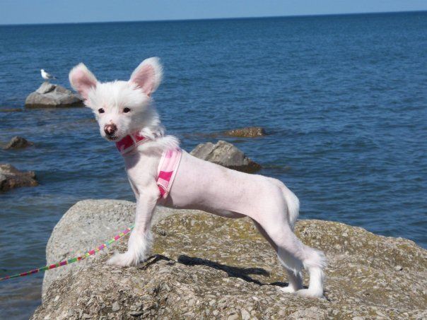 Gelfling Gables She's a Good Witch