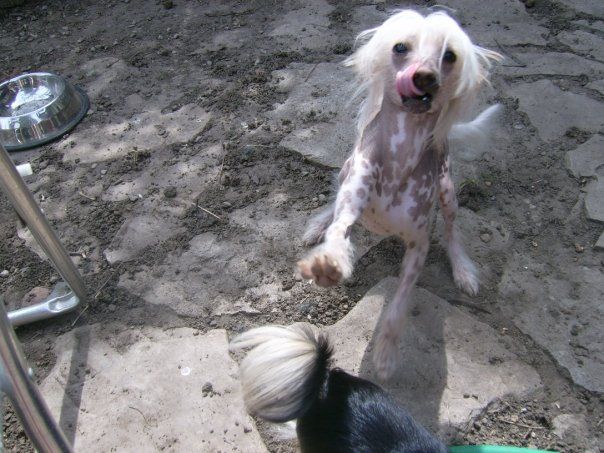 Gelfling Gables Ziggy Stardust