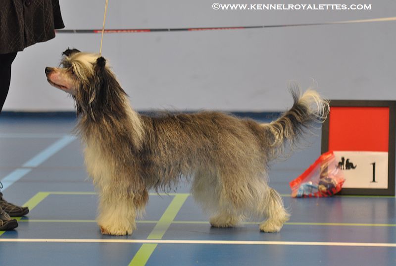 Crestwood Ride The Comet