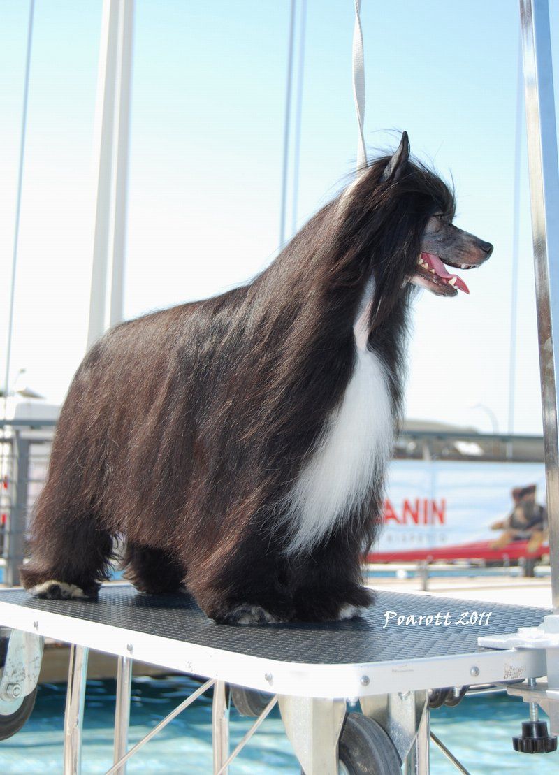 KRECIK Next Germanika