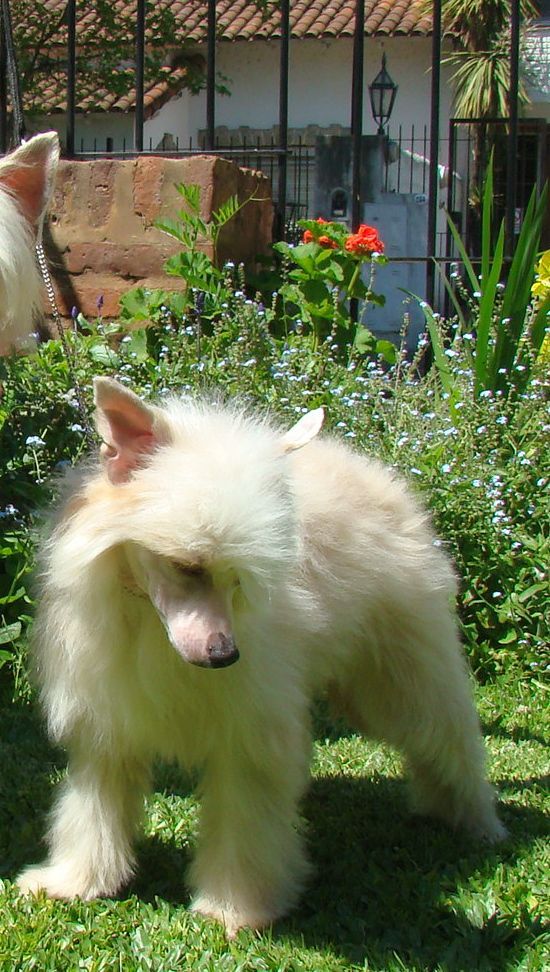 Patagonia Ranch Cheetarah