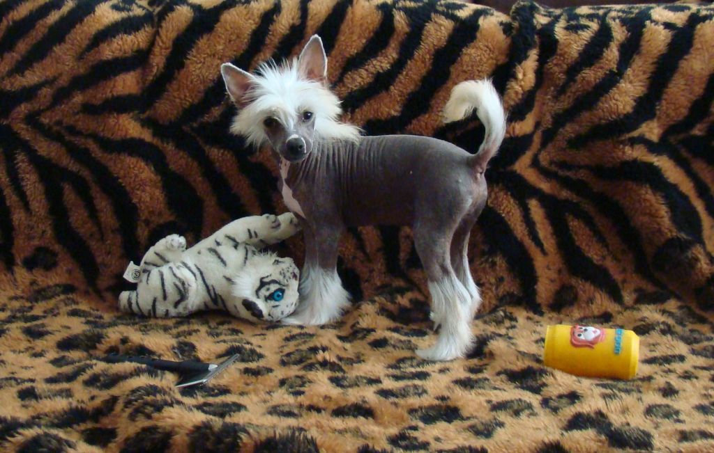 Patagonia Ranch Simba