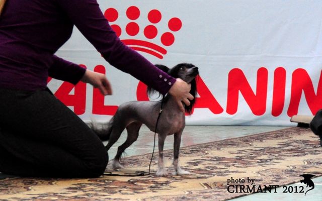 Steyt Ljuev Nikol Kidman