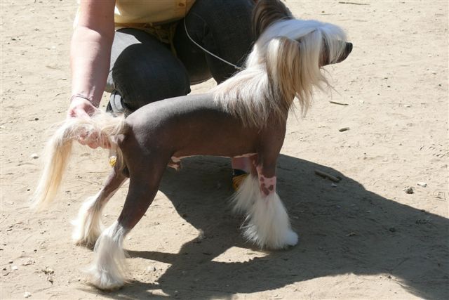 Kristal Yaniry Eksilent