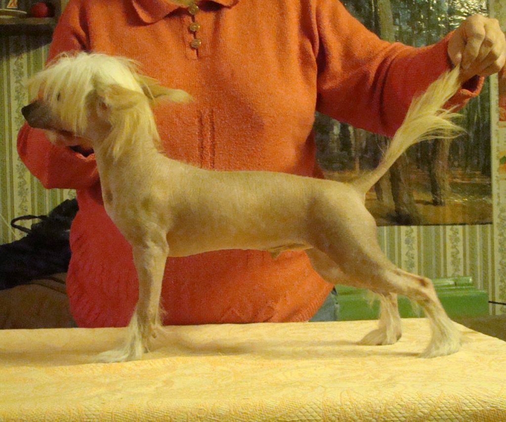 Kristal Yaniry  Zhakkard