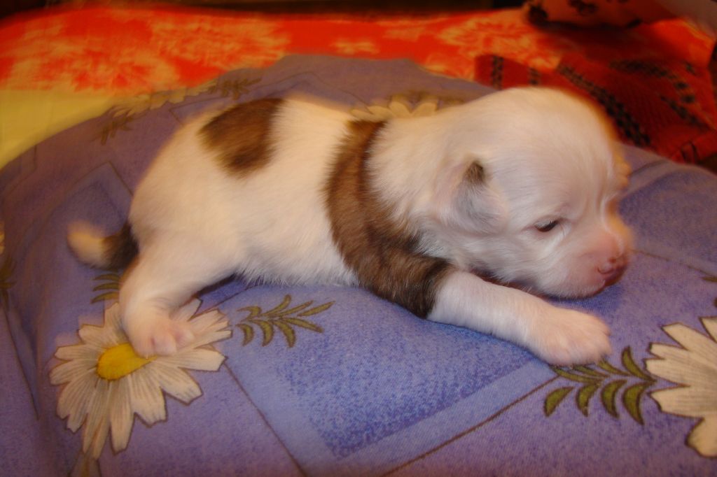 Kristal Yaniry  Vinitara