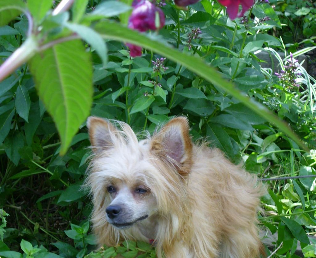 Kristal Yaniry Tzin Tziyan