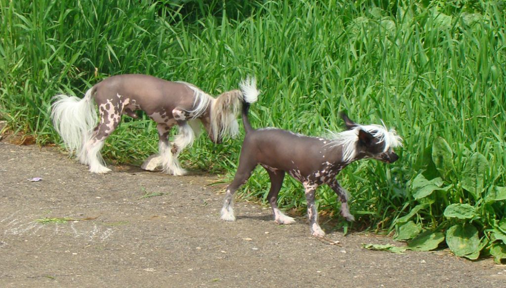 Kristal Yaniry Eiforiya