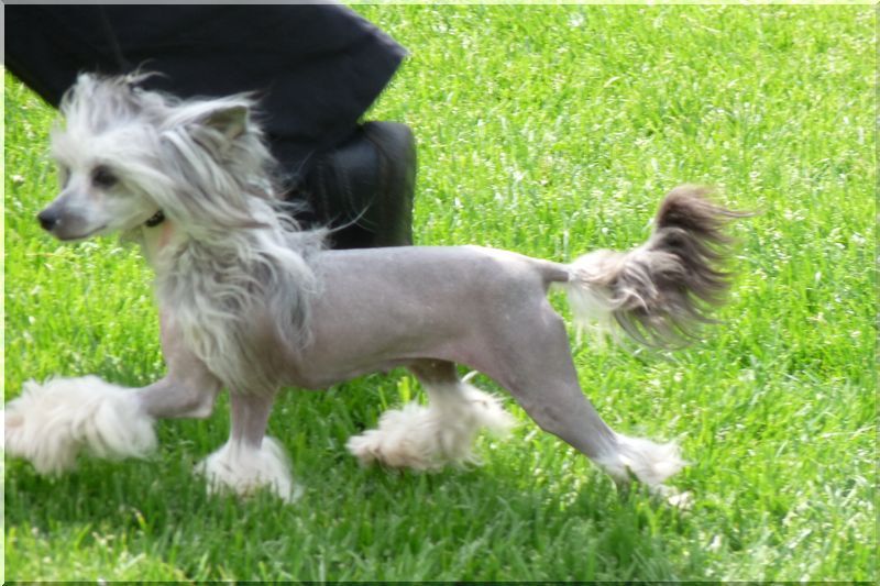 Paw-a-dee Keep Winning Kaszanics