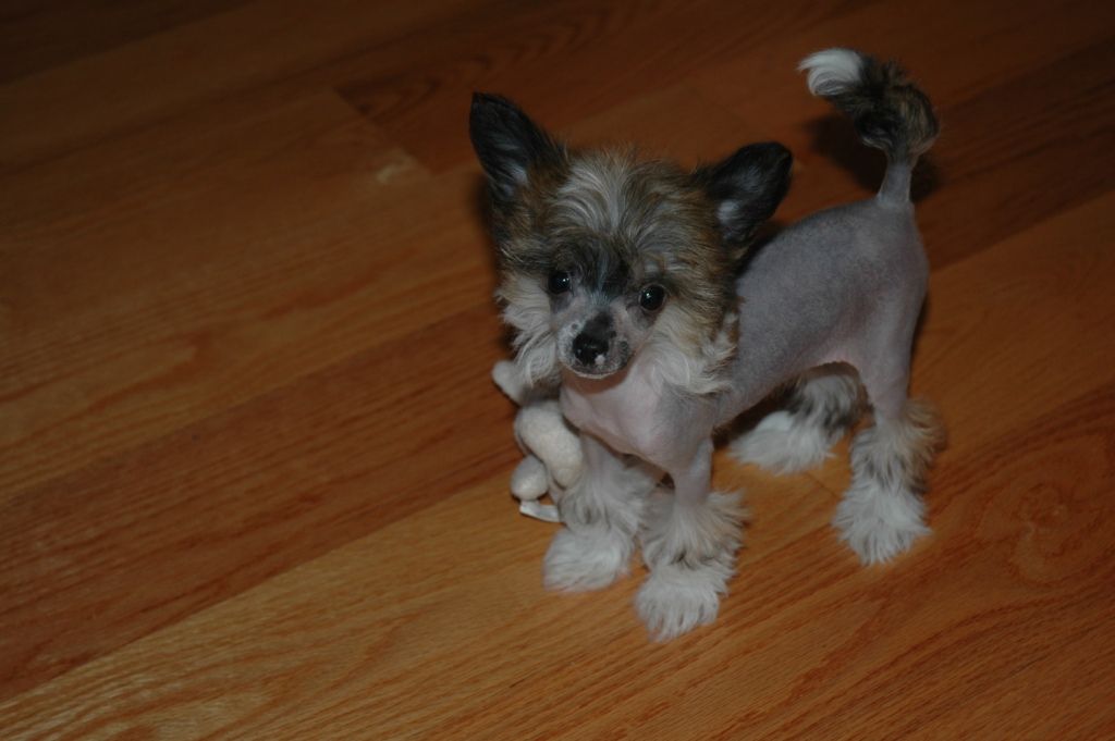 Tokelry Sir Lancelot Du Lac Hl