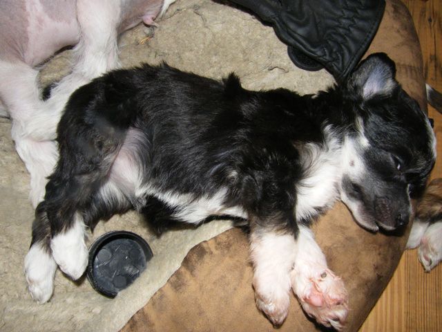 SandruS Cindy Crawford