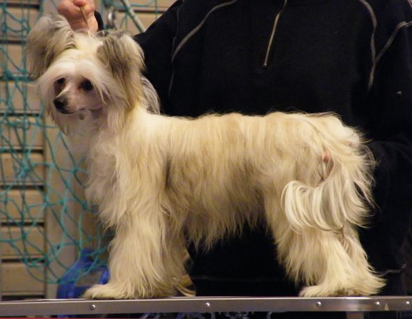 SandruS Céline Dion