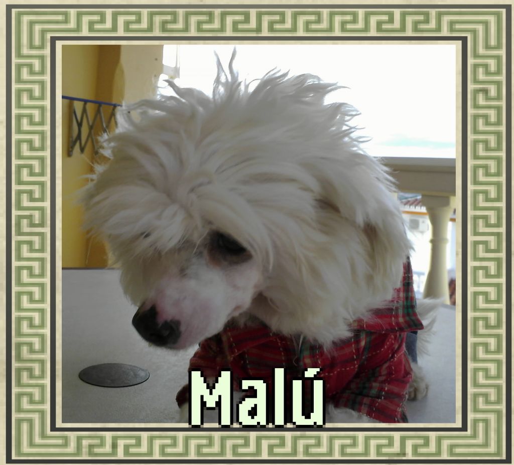 Malú