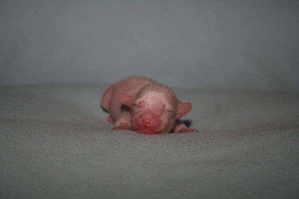 Chattanooga's Play With Me