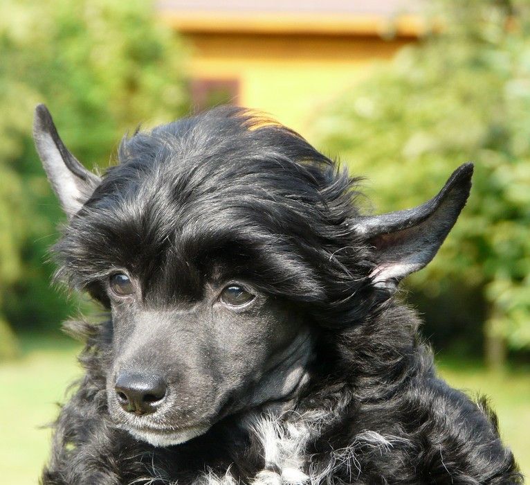 Blackberry Maulebi Star